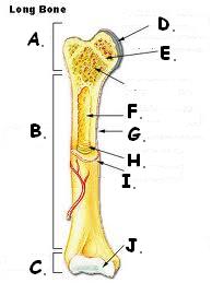 Bone And Osseous Tissue - Quiz